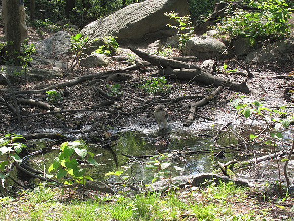 Pale Male at the Gill