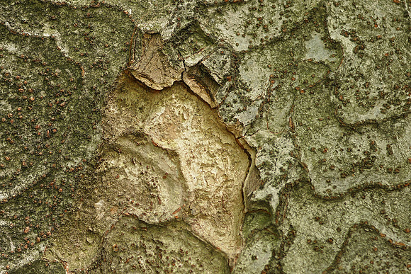 Tree bark, Brooklyn Botanic Garden