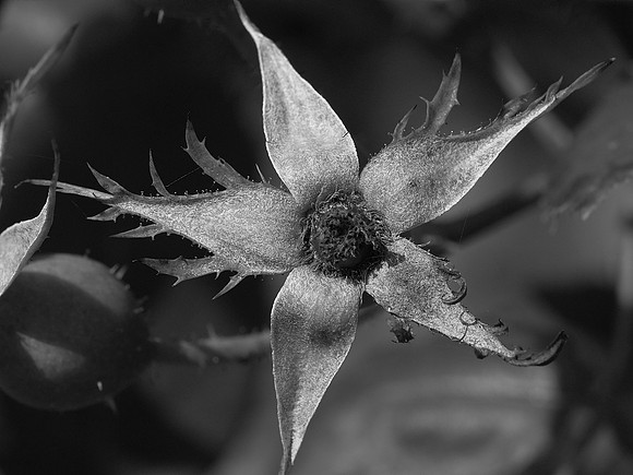falling star