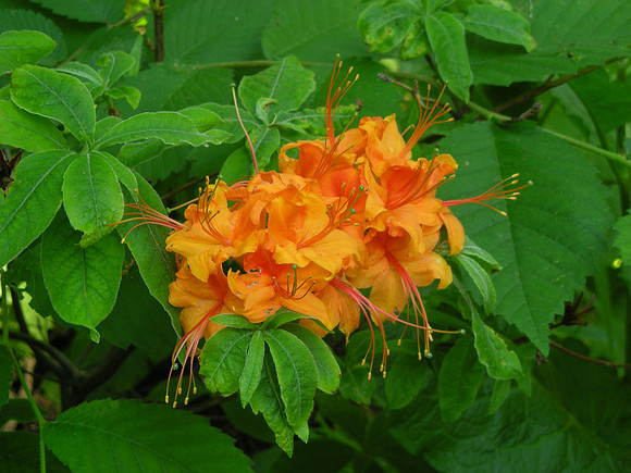 Azaleas, Central Park