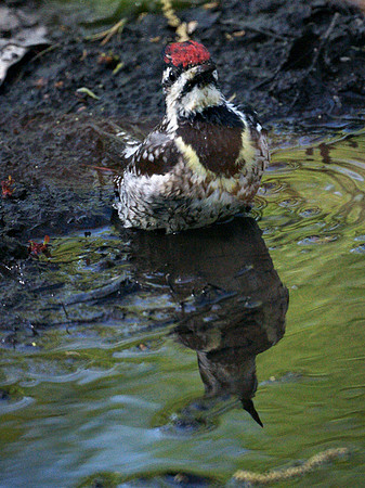 Yellow-Bellied Sapsucker bathing, Central Park