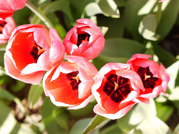 Tulips