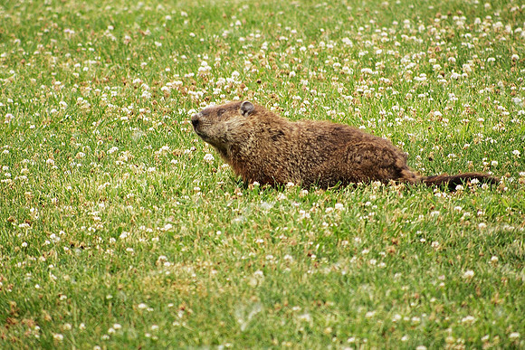 Groundhog, day