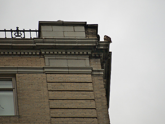 Young Red-Tailed Hawk, Central Park West