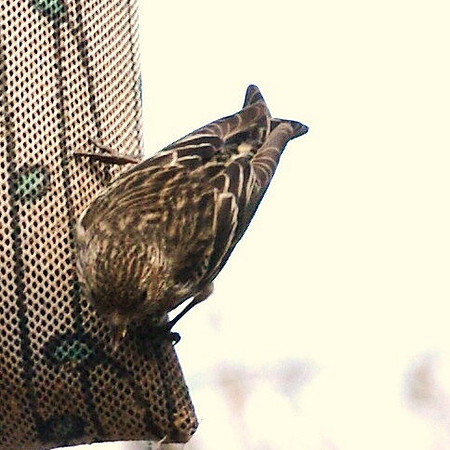 Pine Siskin