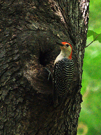 red-bellied woodpecker