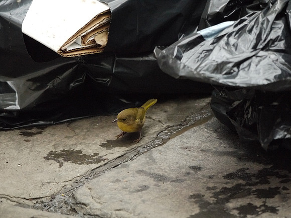 Common Yellowthroat, Bryant Park