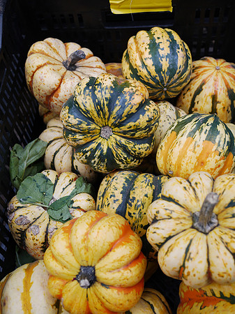 Greenmarket winter squash