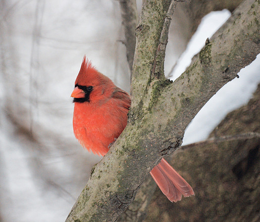 Cardinal, Central Park