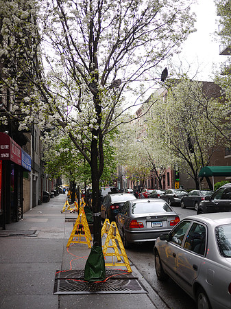 Callery Pear tree and pigeons, Yorkville