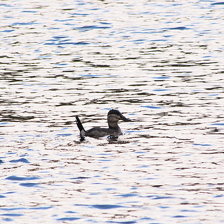 Gadwall, Turtle Pond