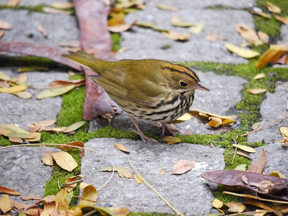 Ovenbird, Fifth Avenue (New York Public Library)