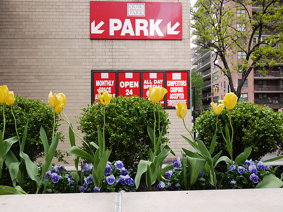 Park, Tulips