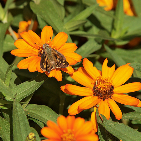 Skipper and Zinnia