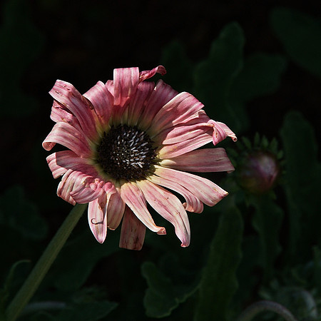 At the Conservancy Garden, Central Park