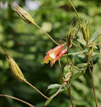Columbine
