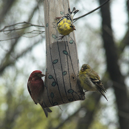 Bird Triangle