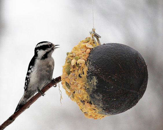 Downy Woodpecker, Central Park
