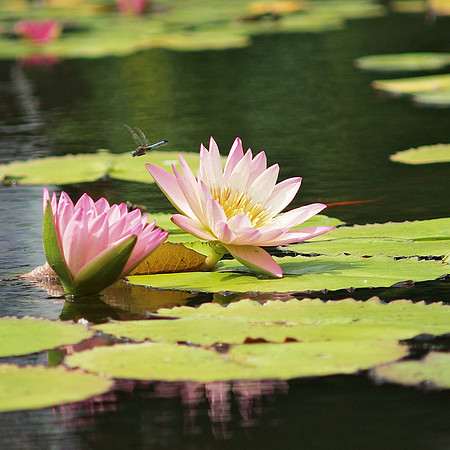Water lilies and dragonfly, Brooklyn Botanic Garden