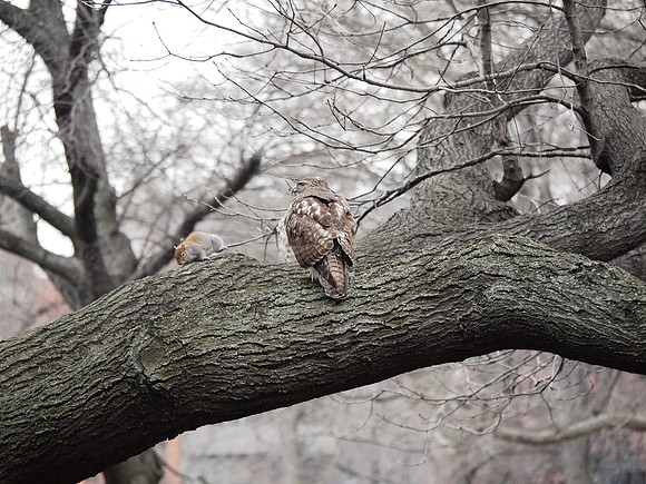The Hawk and Squirrel Story (2)
