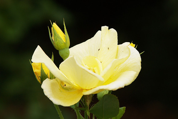 Flower and flies