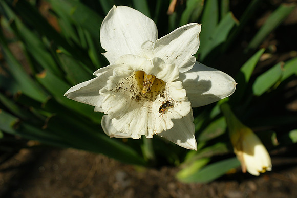 Narcissus and hoverfly