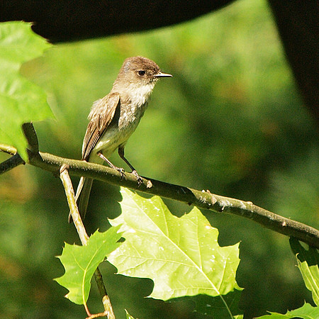 Eastern Phoebe