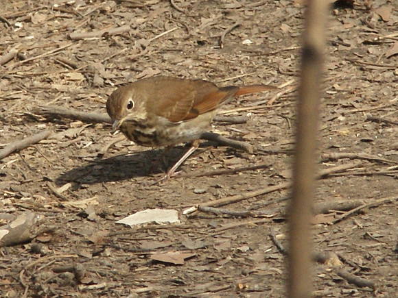 hermit thrush