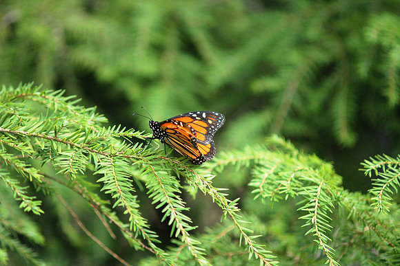 Monarch butterfly