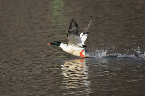 Common Merganser, Harlem Meer