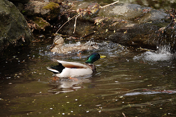 Happy ducks, Central Park
