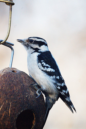 Downy Woodpecker