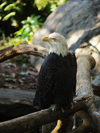 Bald Eagle, Queens Zoo