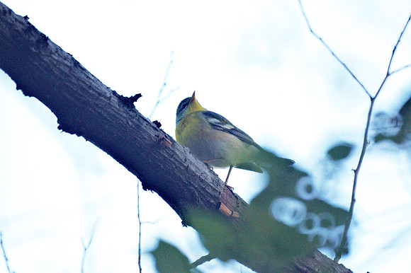 Northern Parula, Central Park