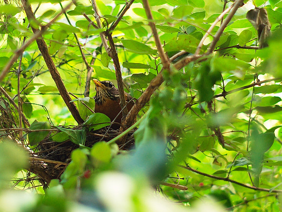 on the nest