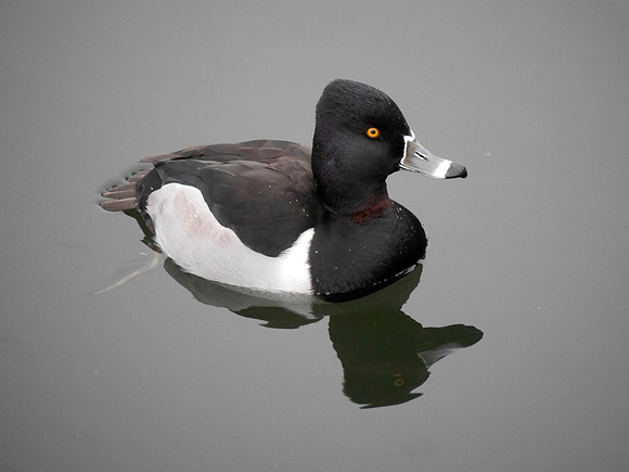 Ring-Necked Duck, Central Park