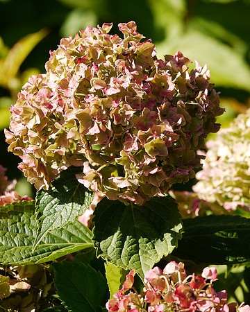Hydrangea