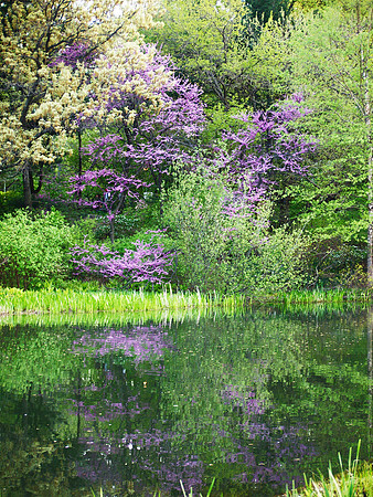 At Turtle Pond