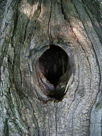 Tree hollow, Central Park