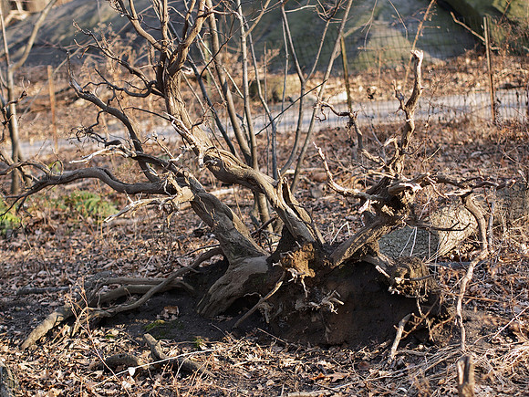 Uprooted stump, near Azalea Pond
