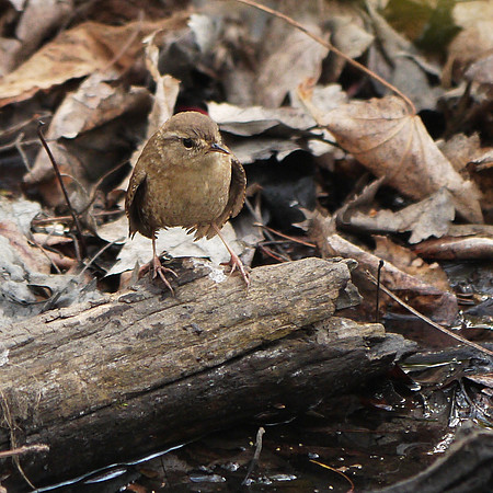 Winter Wren, Central Park