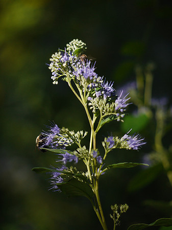 bees, flowers, you know the drill