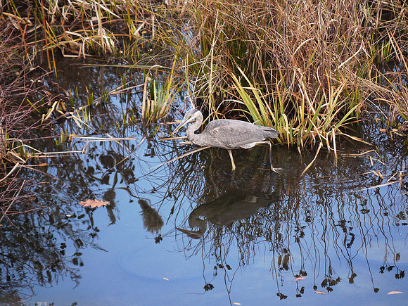 Great Blue Heron, Turtle Pond