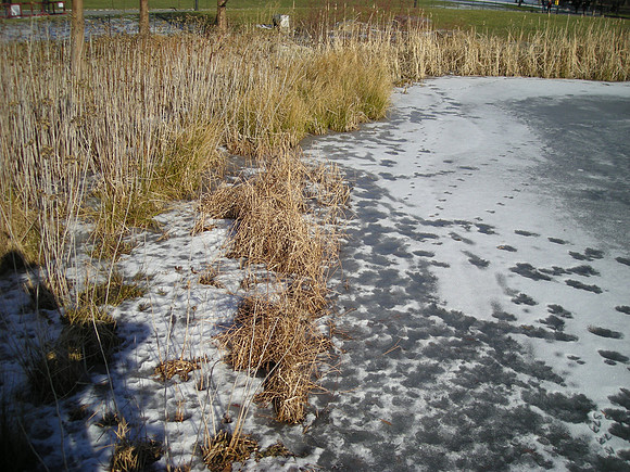 tracks across the ice