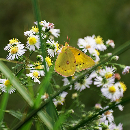 Sulphur Butterfly, Central Park