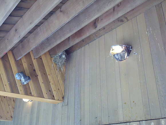 Pigeon nests, Delacorte Theater