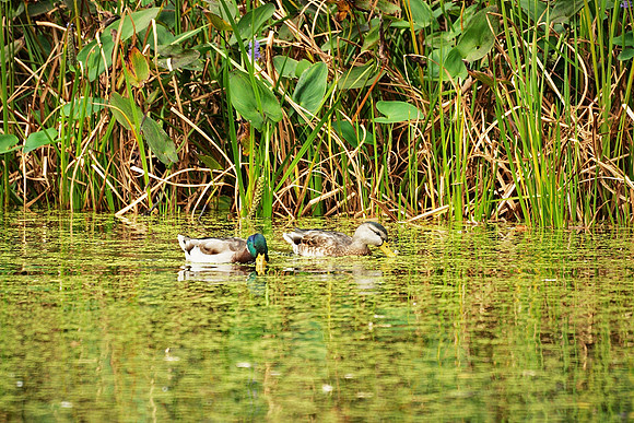 Ducks on Turtle Pond
