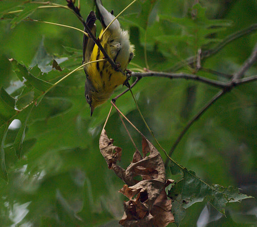 Magnolia Warbler, Central Park