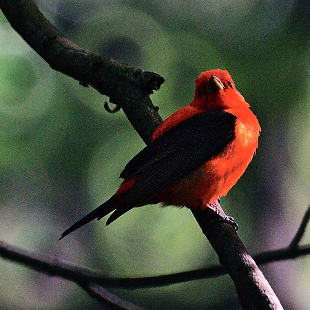 Scarlet Tanager