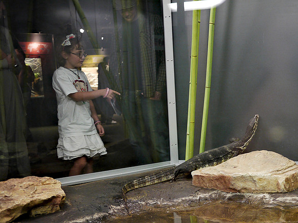 Seeing the Water Monitor, American Museum of Natural History